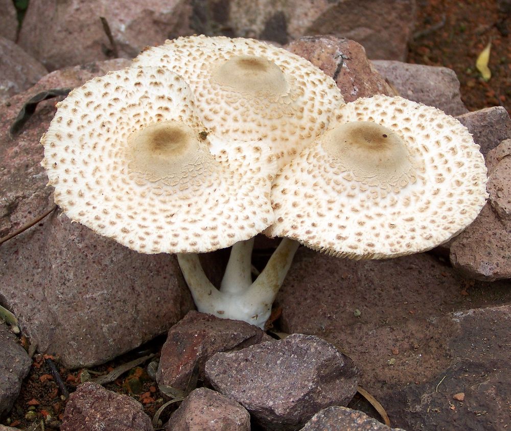 Pilze im Botanischen Garten