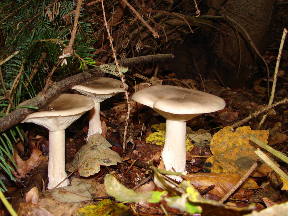Pilze im Dänischen Waldboden