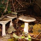 Pilze im Dänischen Waldboden