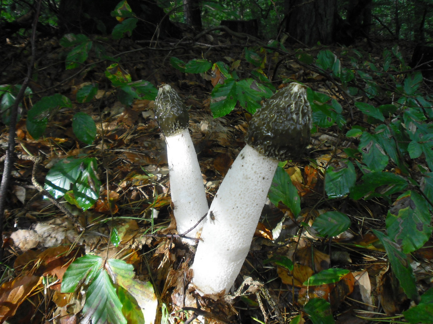 Pilze im Darsser Urwald