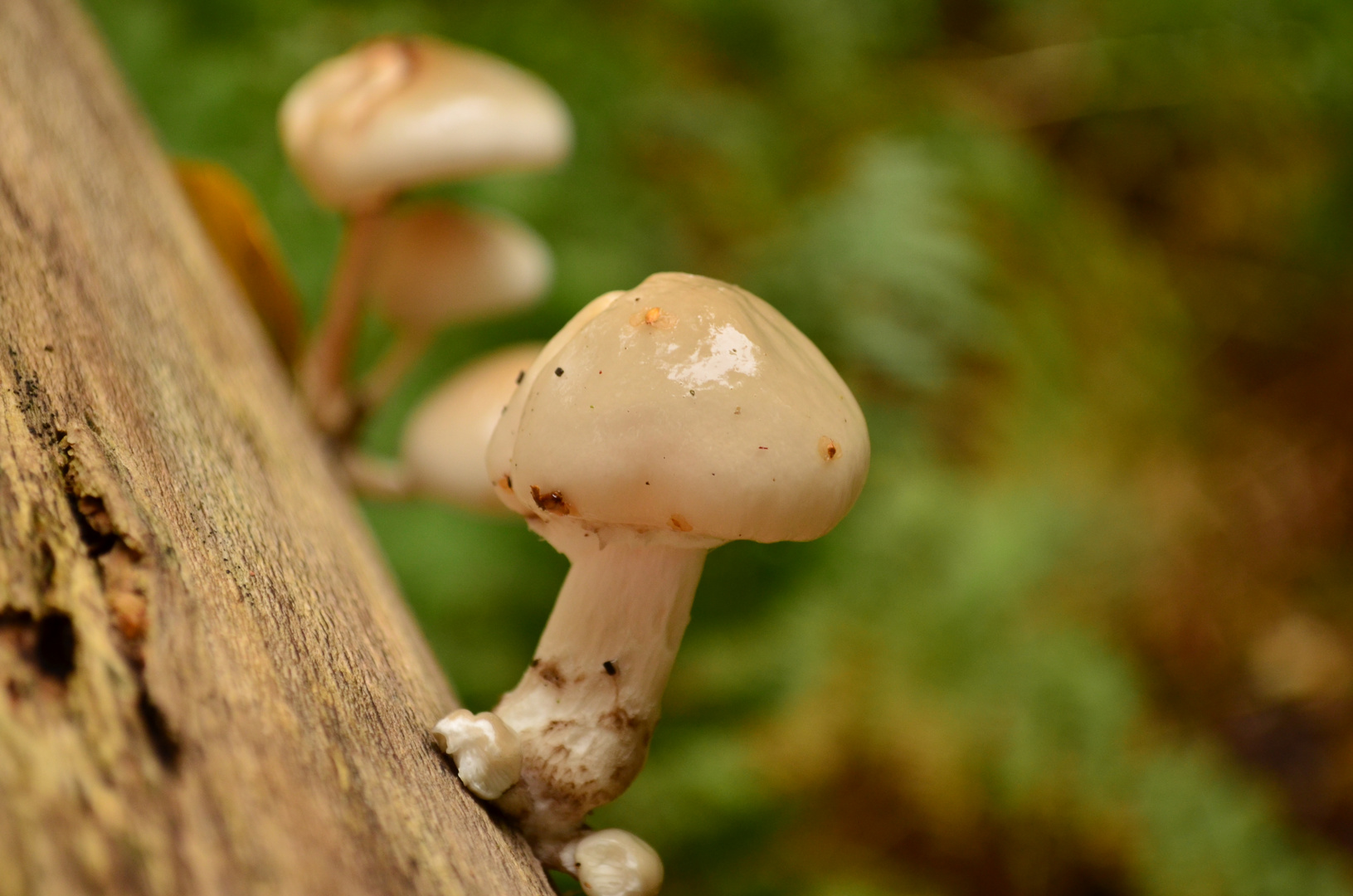 Pilze im Darßer Urwald