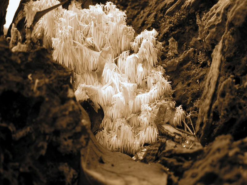 Pilze im Dezemberwald