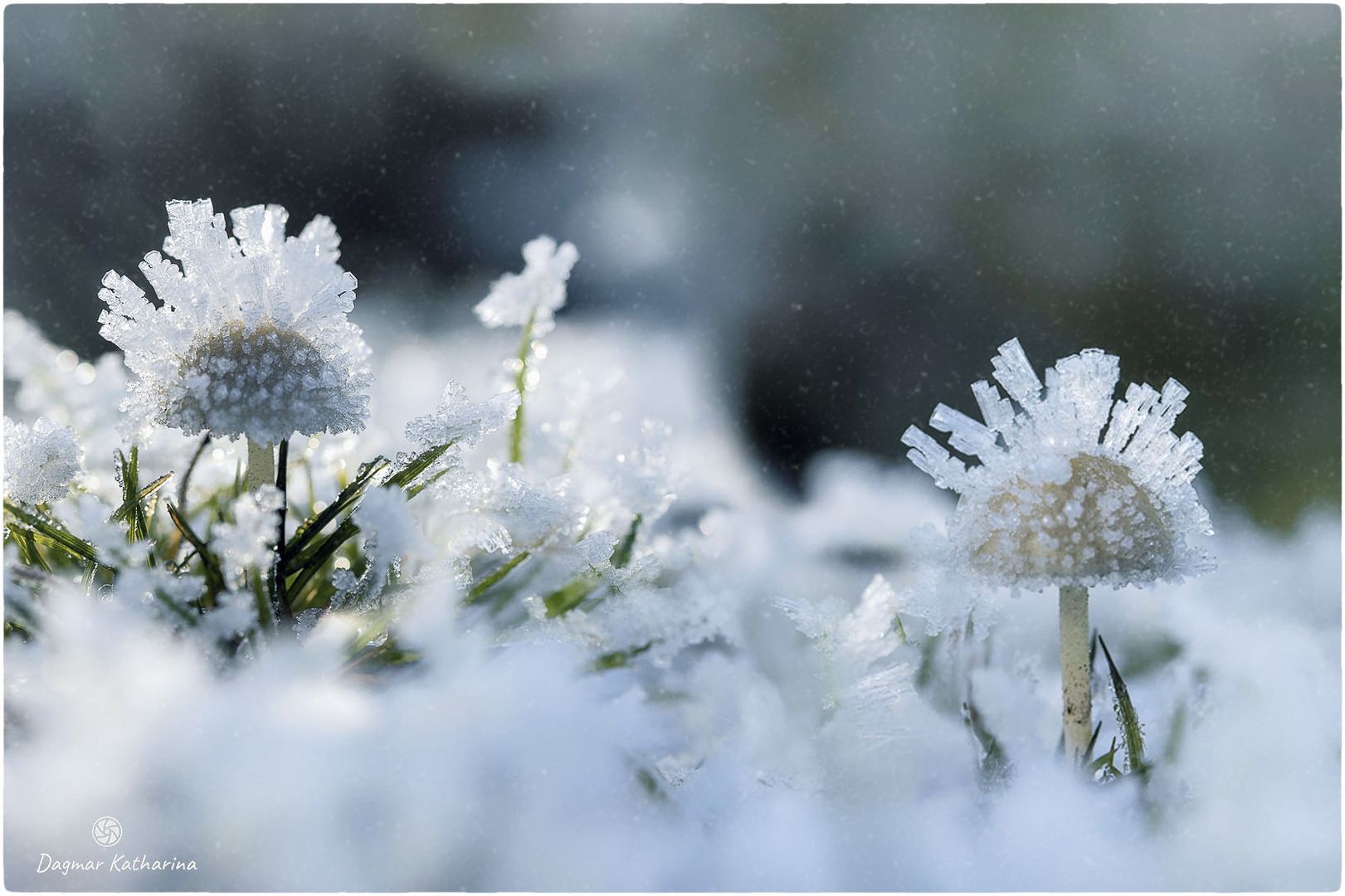 Pilze im Eismantel