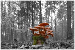 Pilze im Fokuss