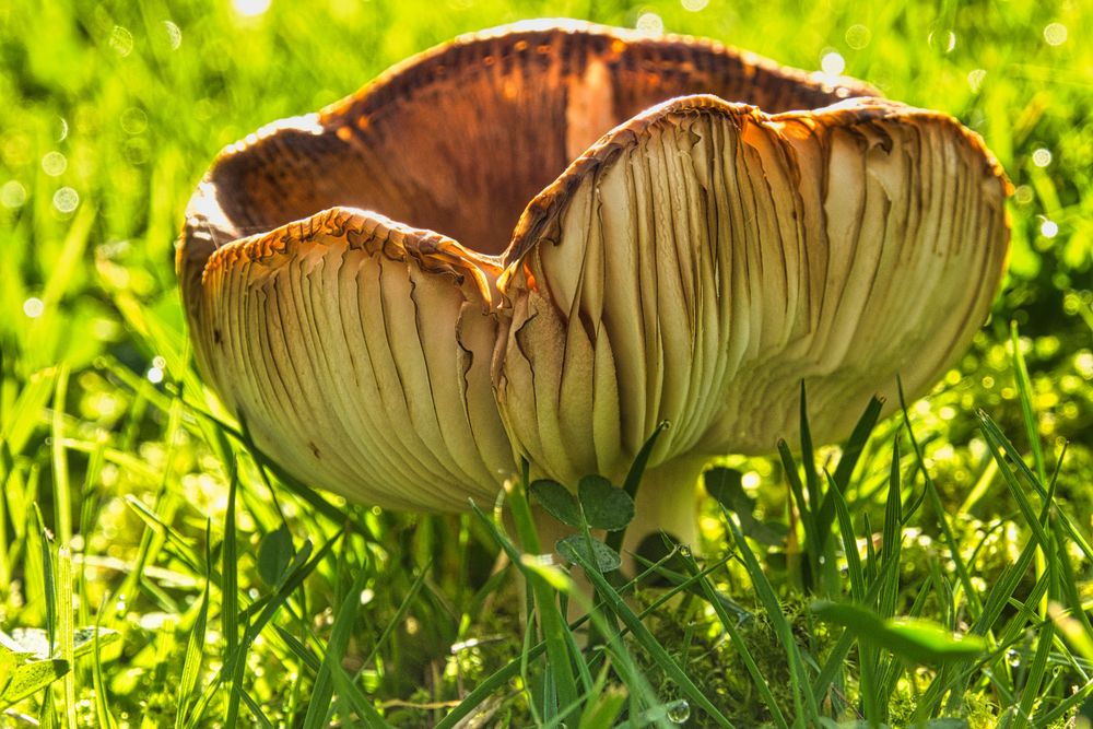 Pilze im Garten Foto & Bild pflanzen, pilze & flechten, sonstiges