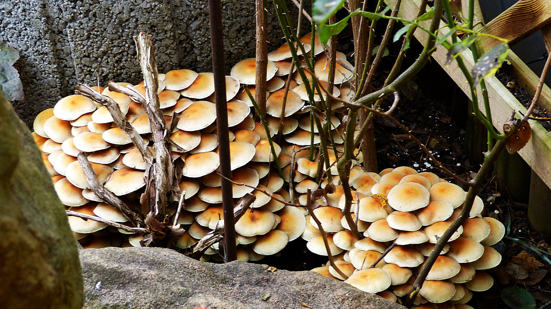 Pilze im Garten 4 Foto & Bild pilze, natur, landschaft