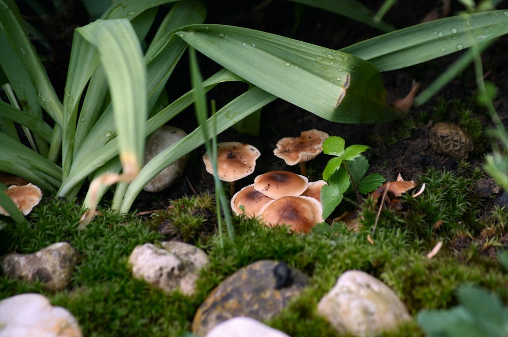 Pilze im Garten