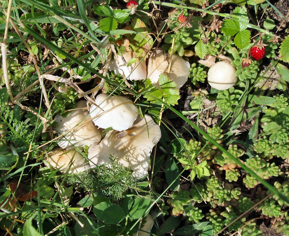 Pilze im Garten