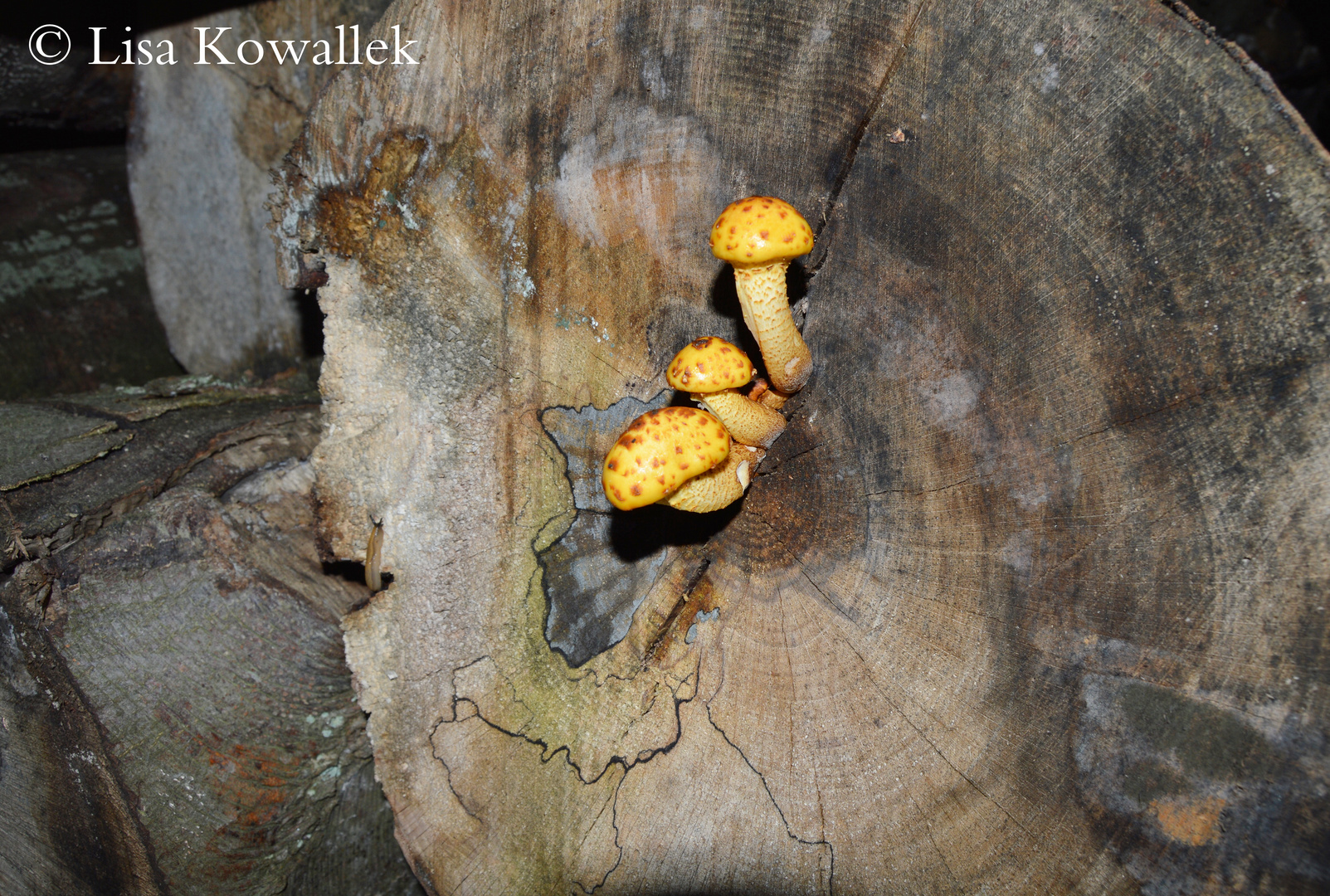 Pilze im gefällten Baum