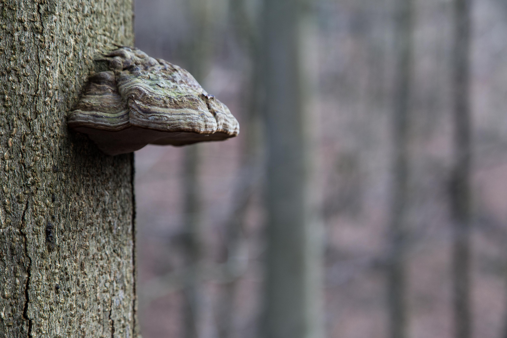 Pilze im Gelpetal