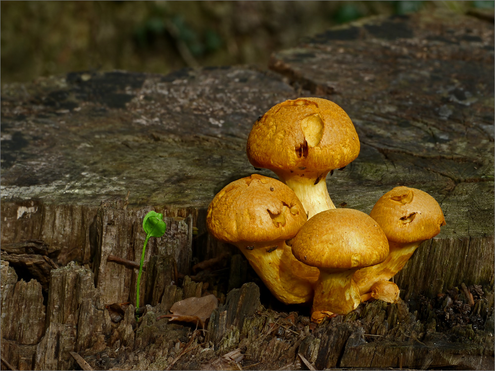 Pilze im Goldenen Oktober