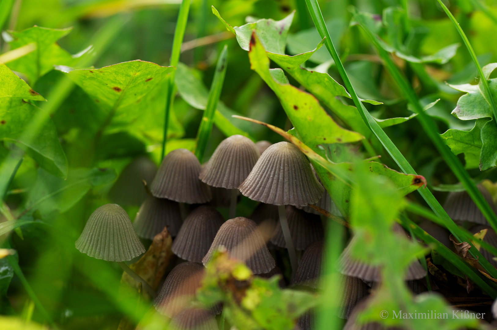 Pilze im Gras