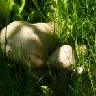 Pilze im Gras