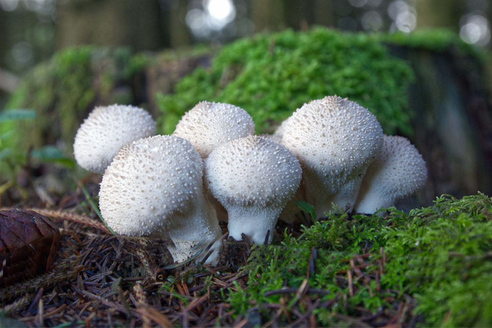 Pilze im grünen Moos 