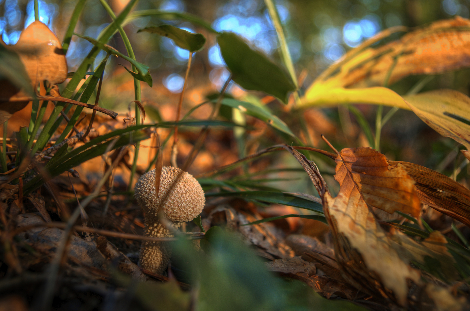 Pilze im Herbst 2