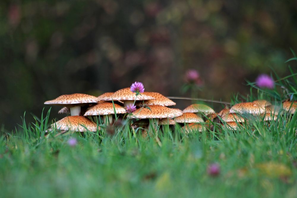 Pilze im Herbst 3