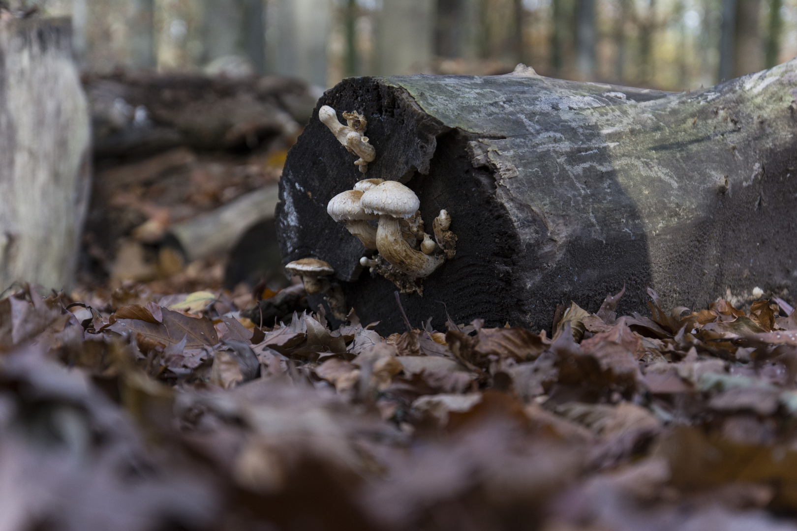 Pilze im Herbst