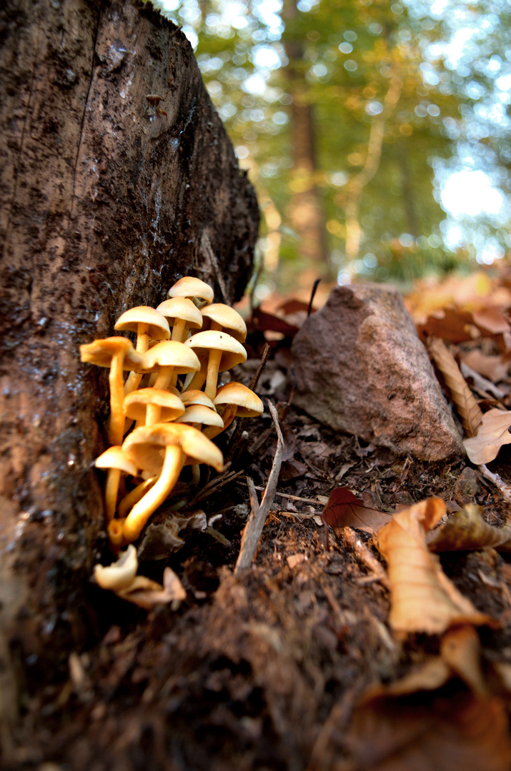 Pilze im Herbst