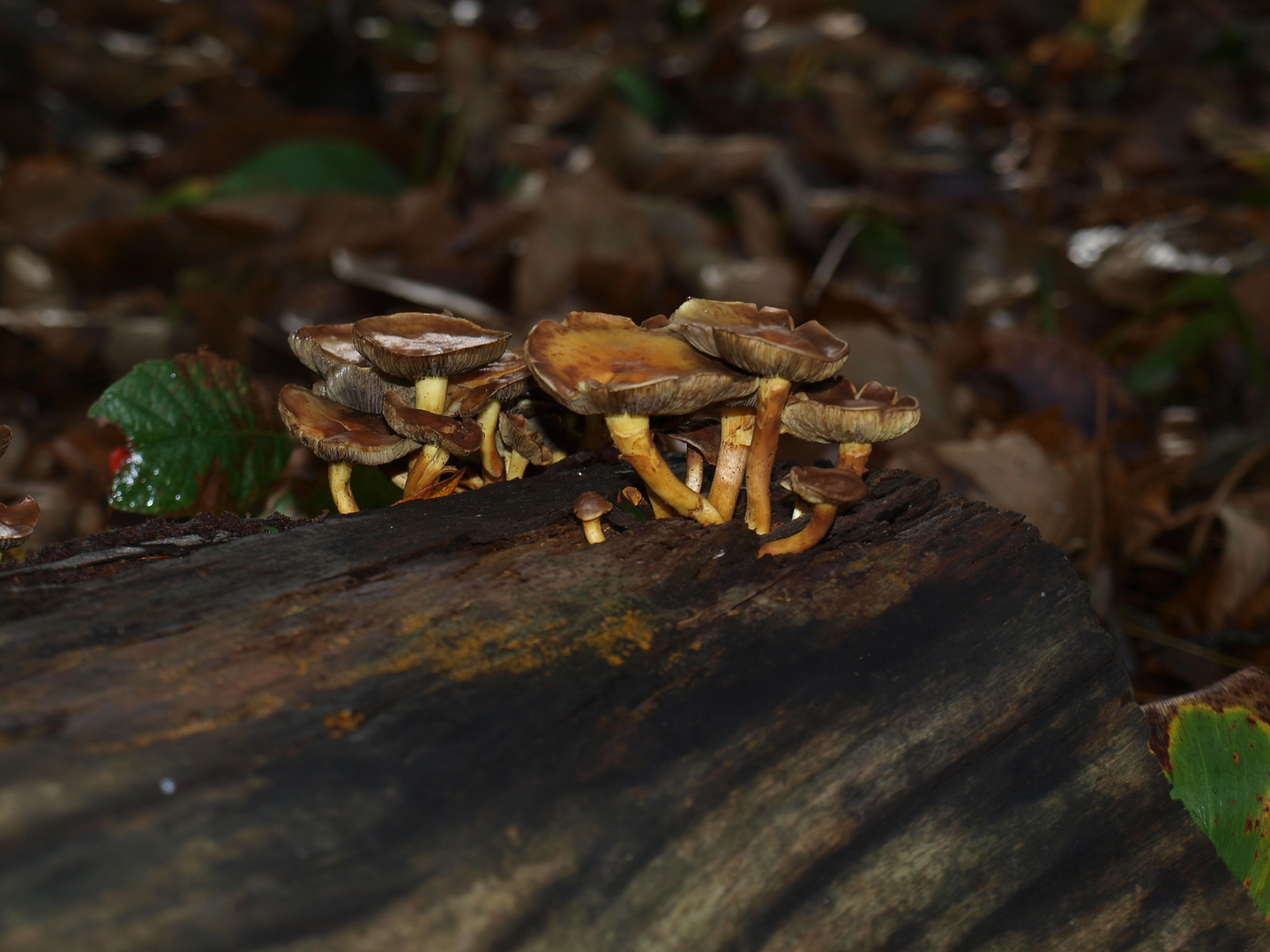 Pilze im Herbst