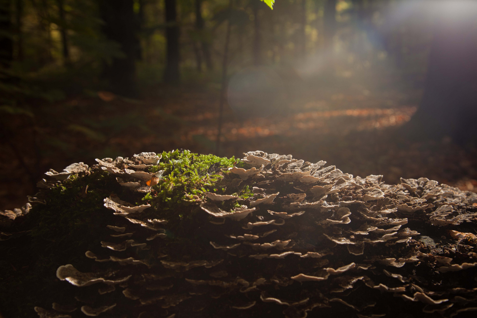 Pilze im Herbst