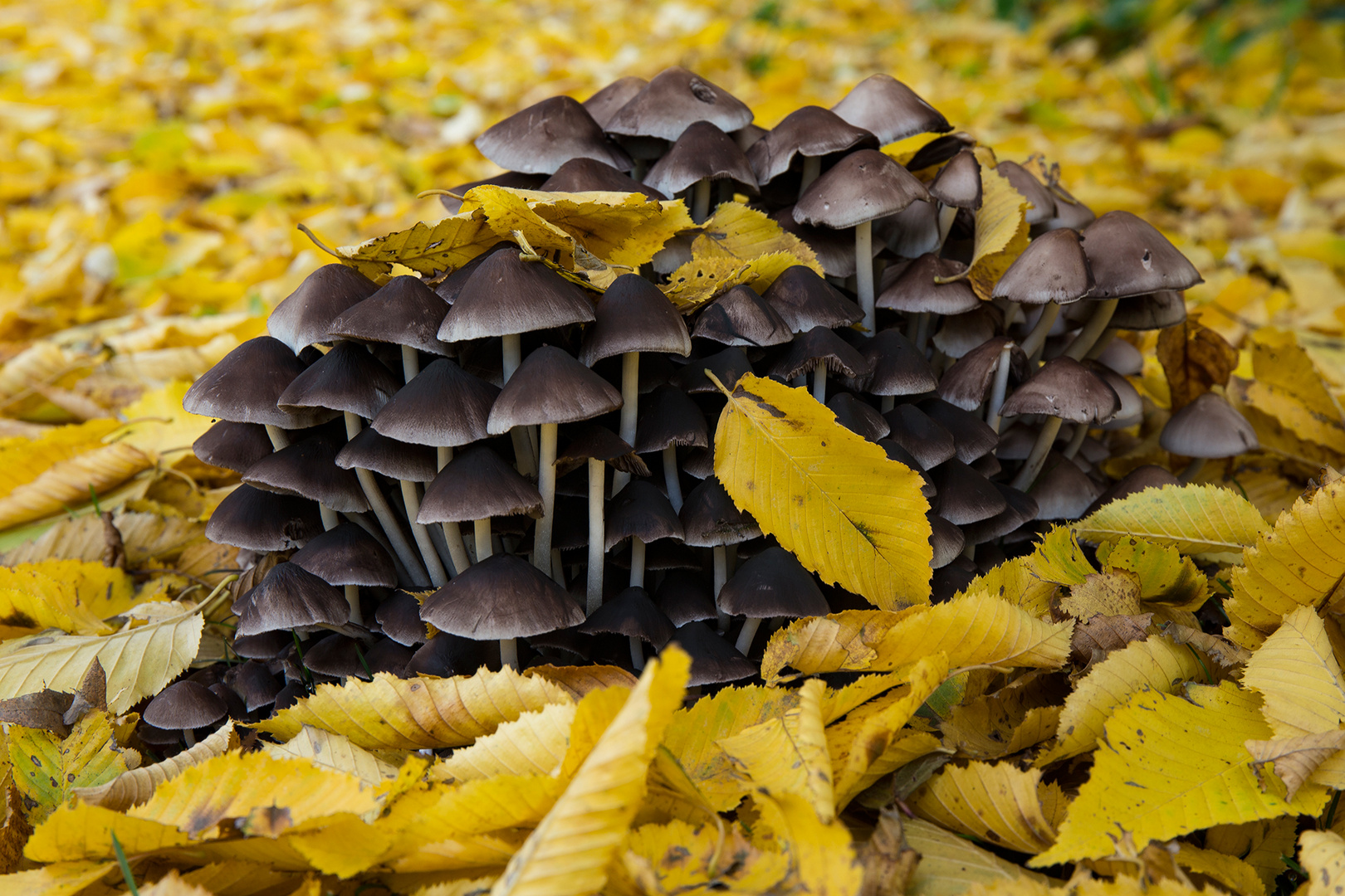 Pilze im Herbst