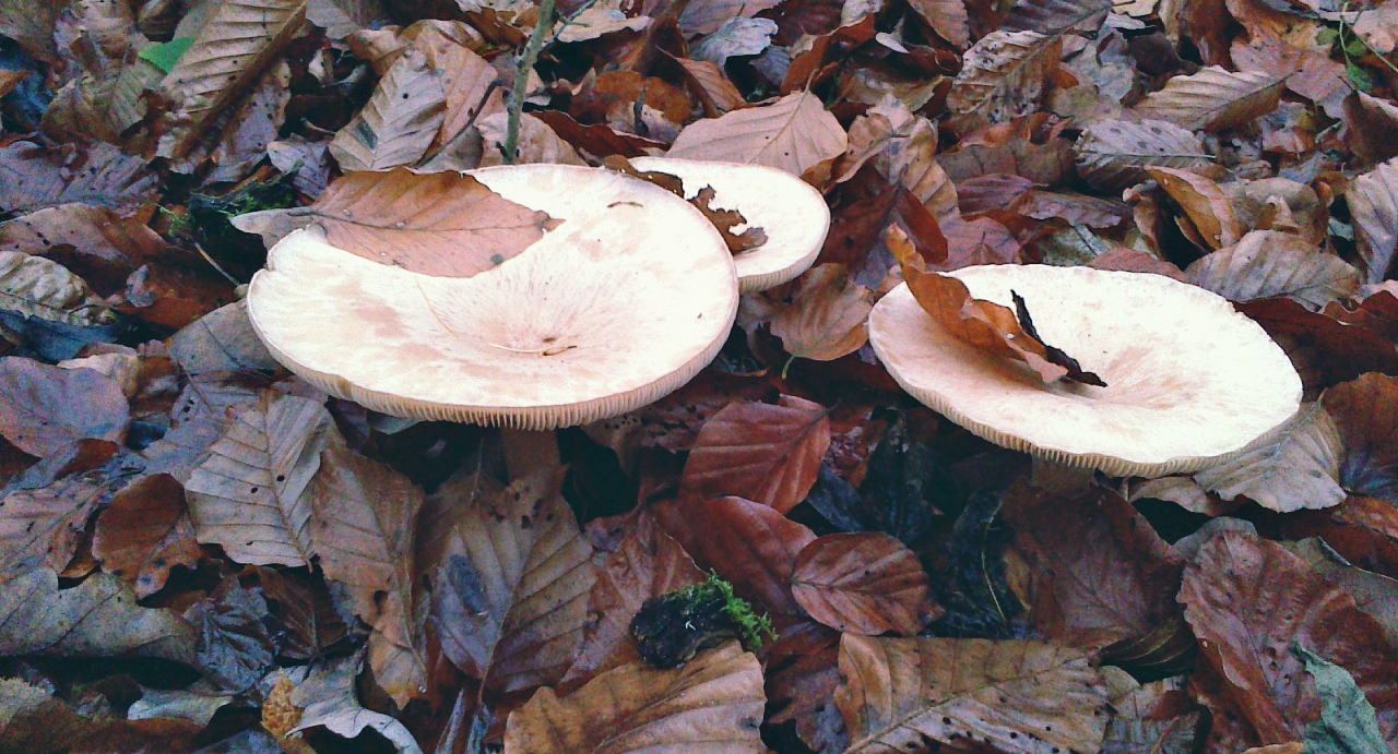 Pilze im Herbstlaub.