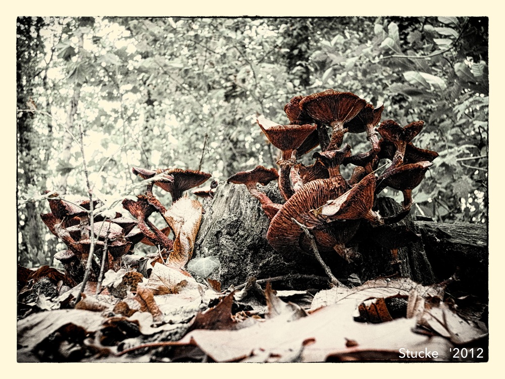 Pilze im Herbstlaub