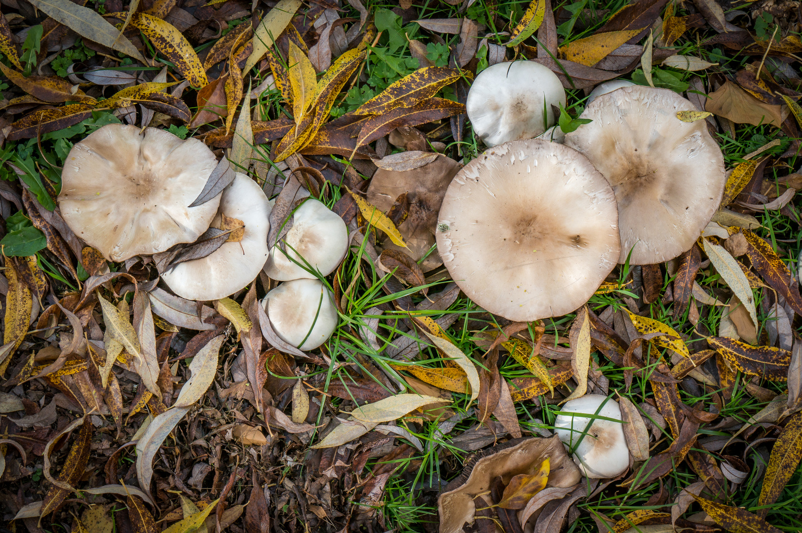 Pilze im Herbstlaub