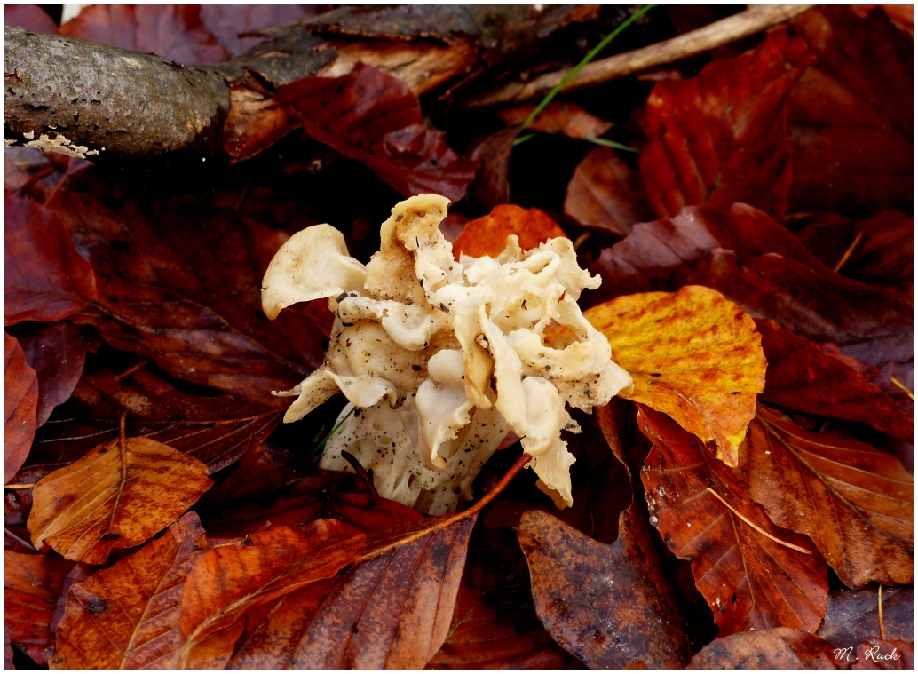 Pilze im Herbstlaub ,