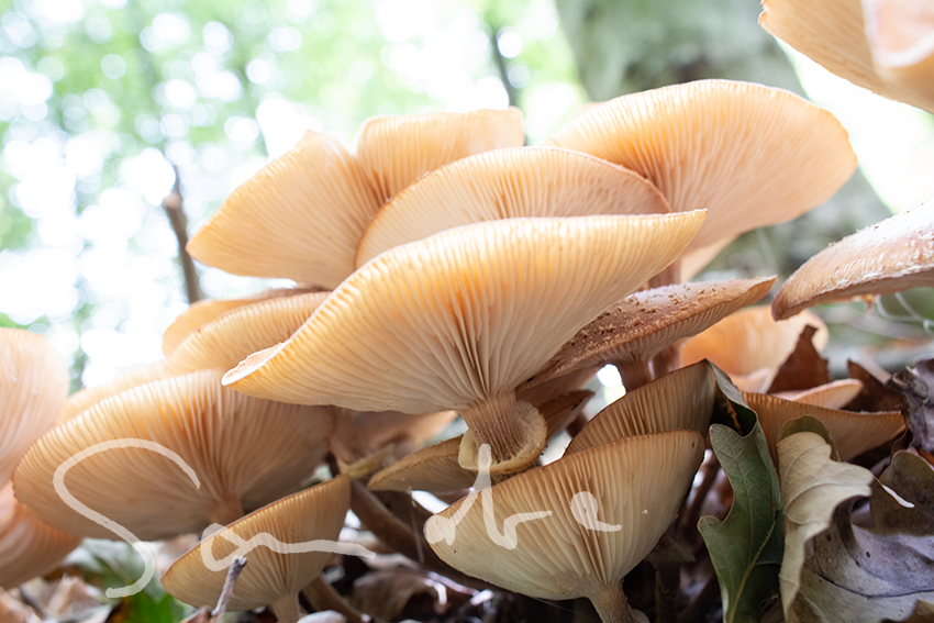 Pilze im Herbstlaub - Der Teuto macht´s möglich