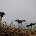 Pilze im herbstlichen Morgentau