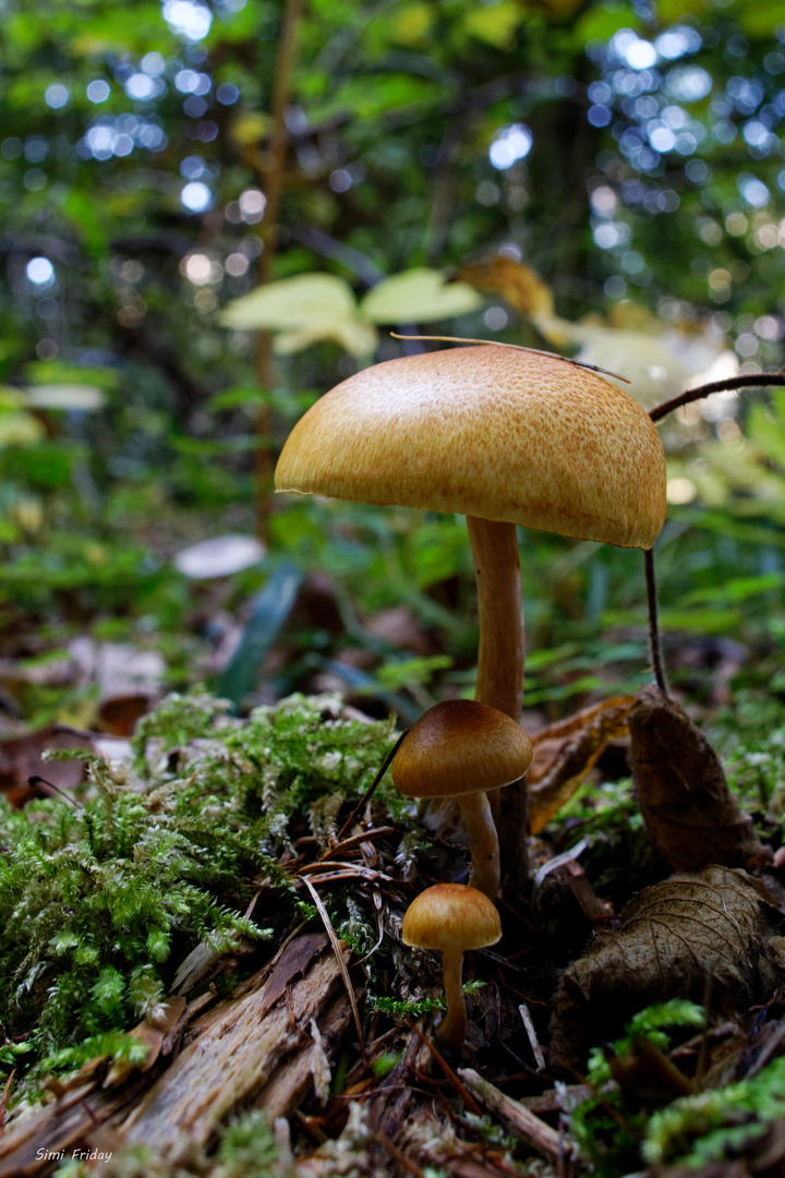 Pilze im herbstlichen Wald