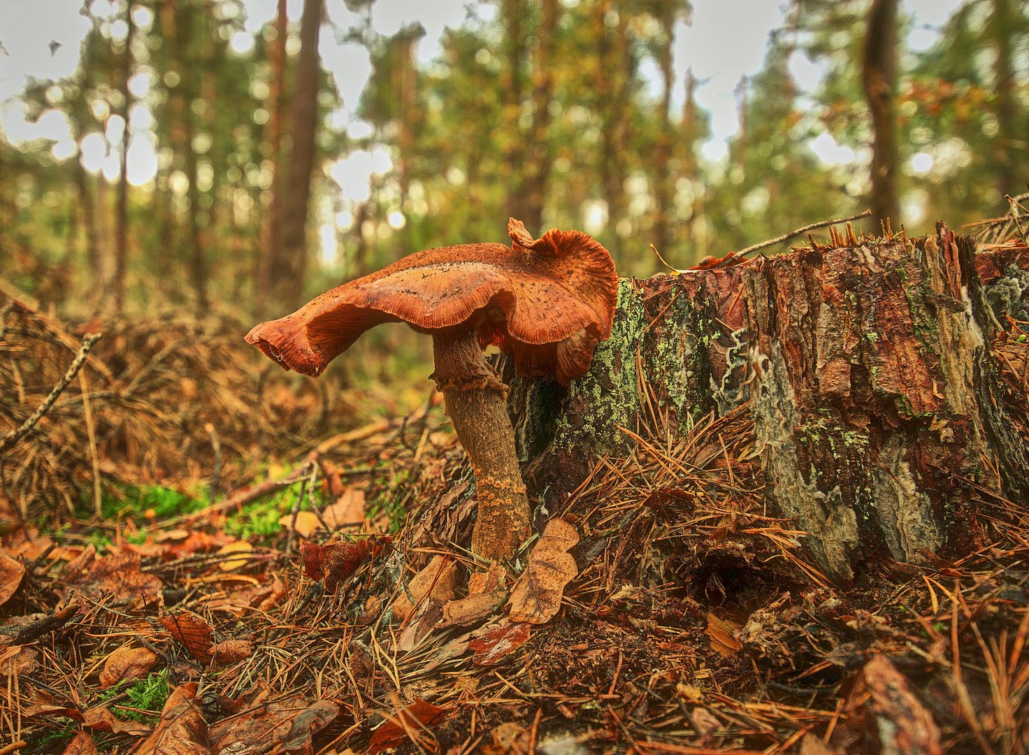 Pilze im Herbstlicht