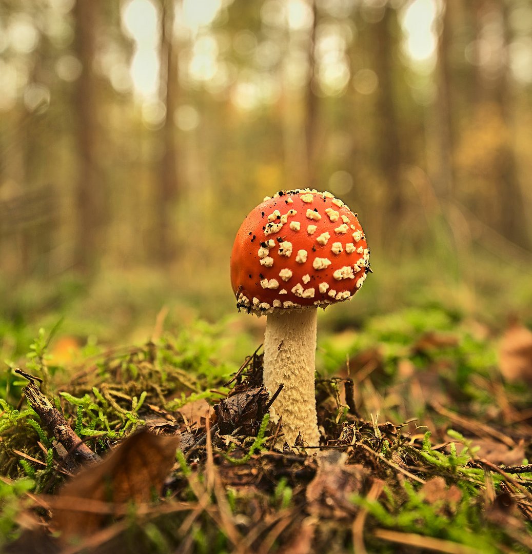 Pilze im Herbstlicht