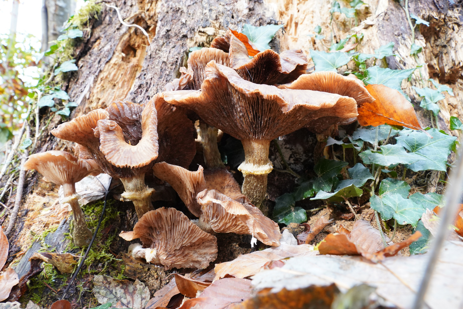 Pilze im Herbstwald