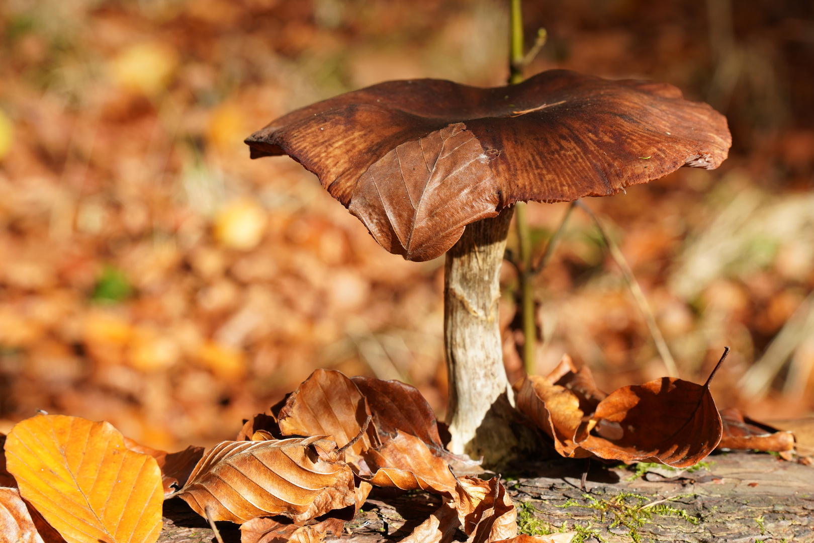 Pilze im Herbstwald