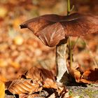 Pilze im Herbstwald