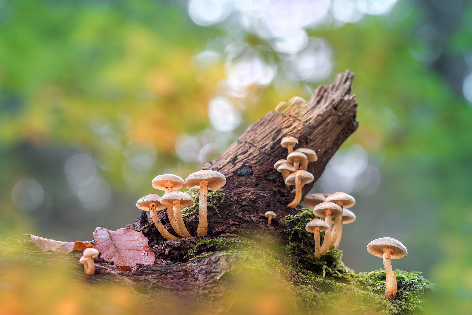 Pilze im Herbstwald