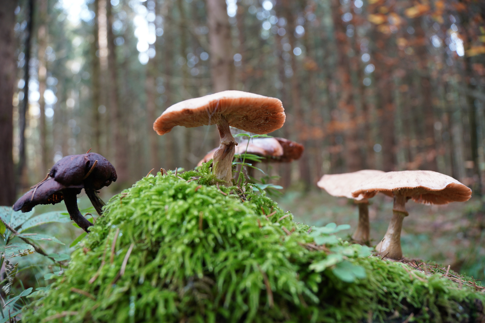 Pilze im Herbstwald