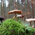 Pilze im Herbstwald