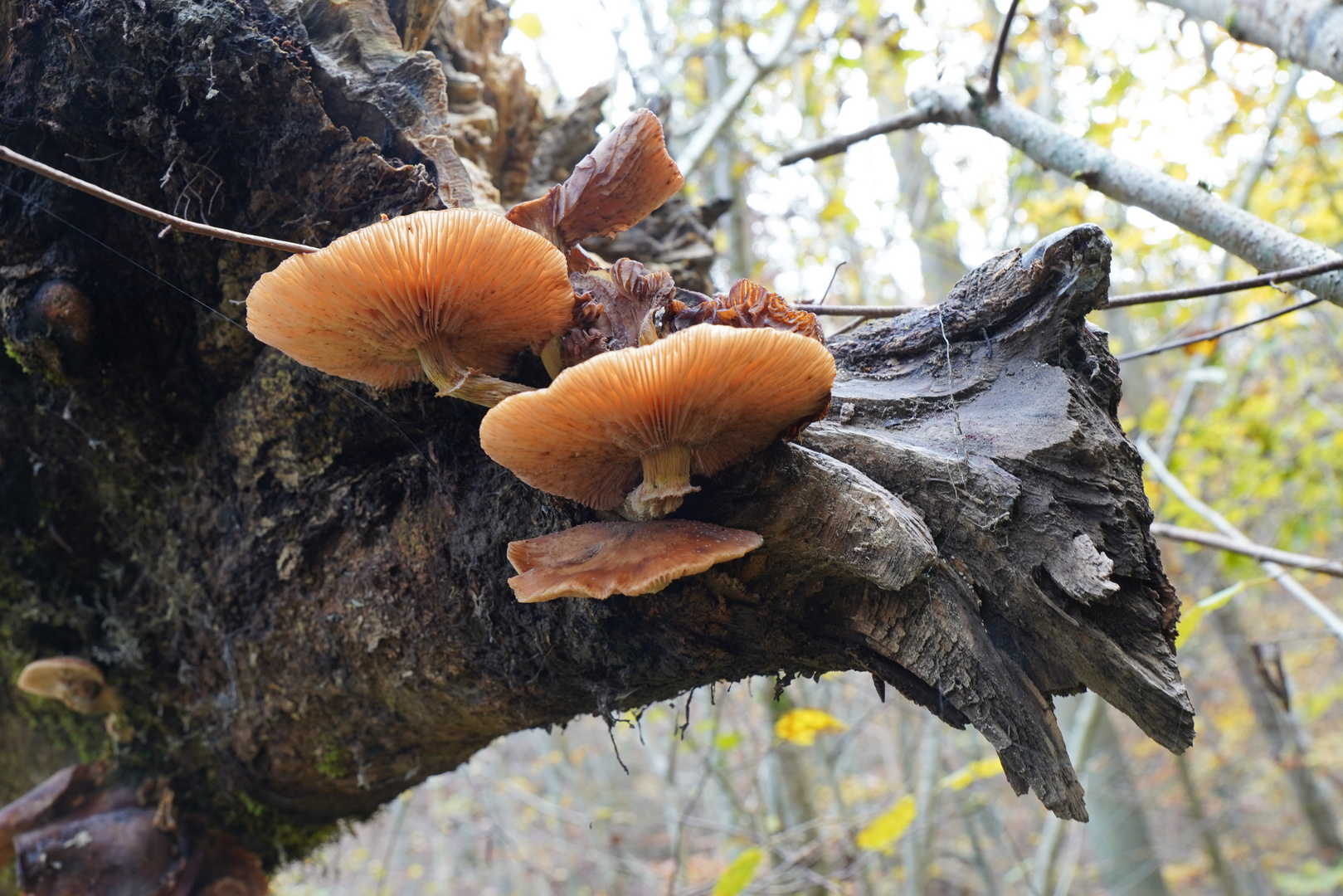 Pilze im Herbstwald