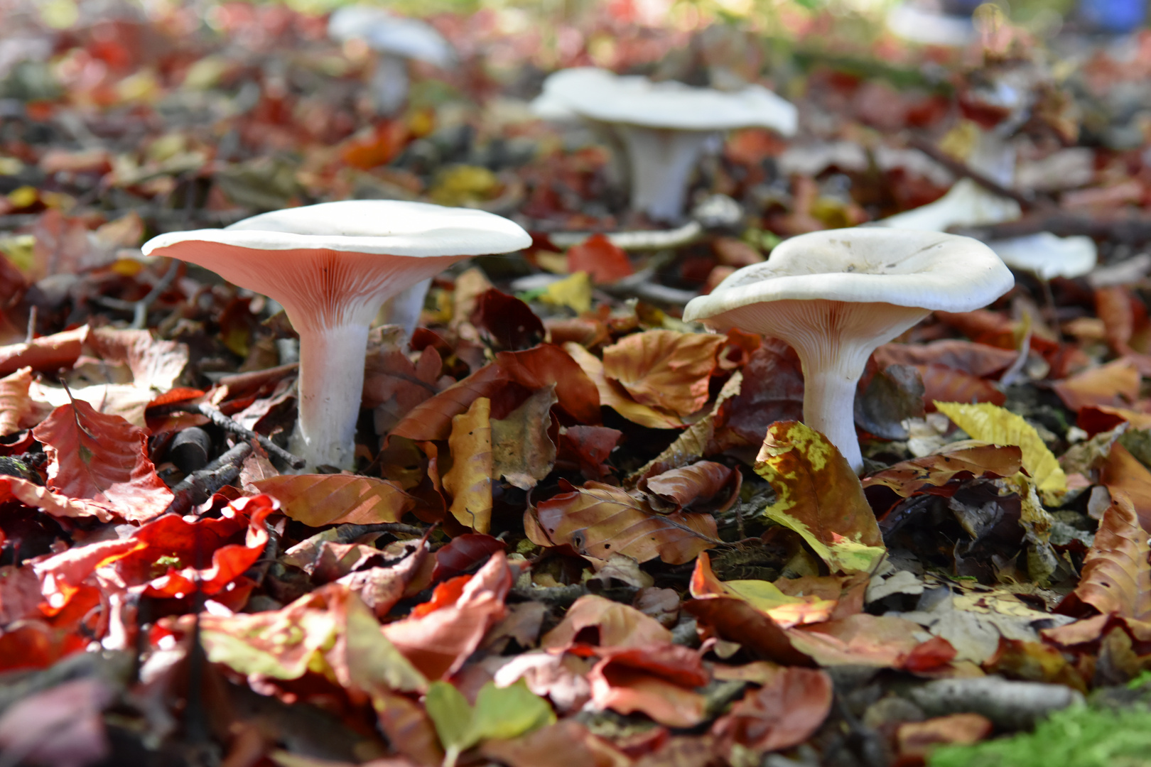 Pilze im Herbstwald