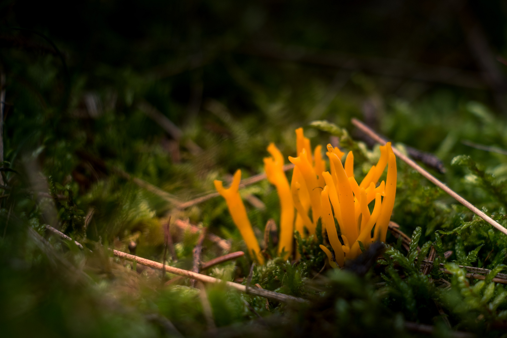 Pilze im Herbstwald bei Geyer #2