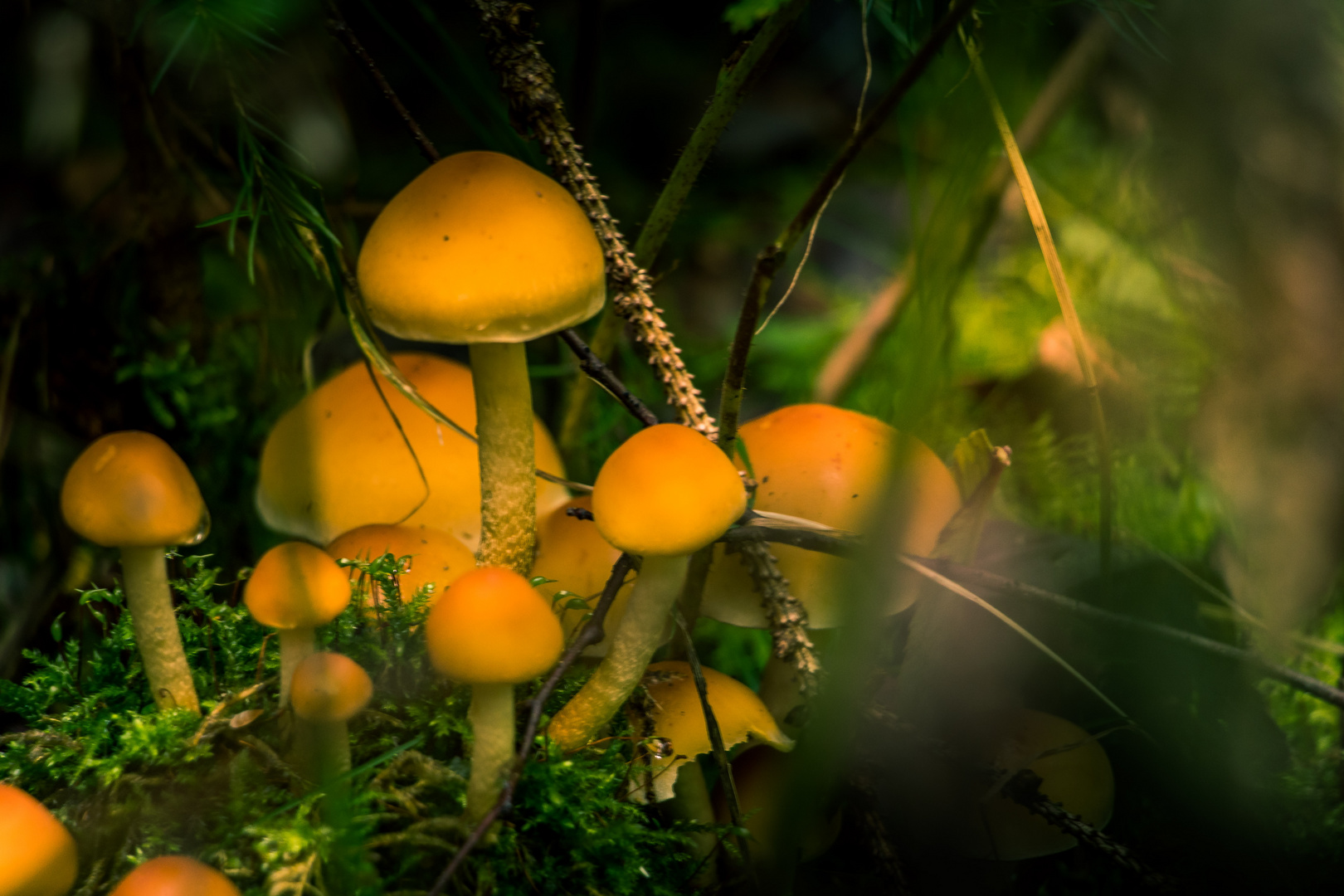 Pilze im Herbstwald bei Geyer #3