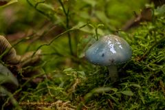 Pilze im Herbstwald bei Geyer #5