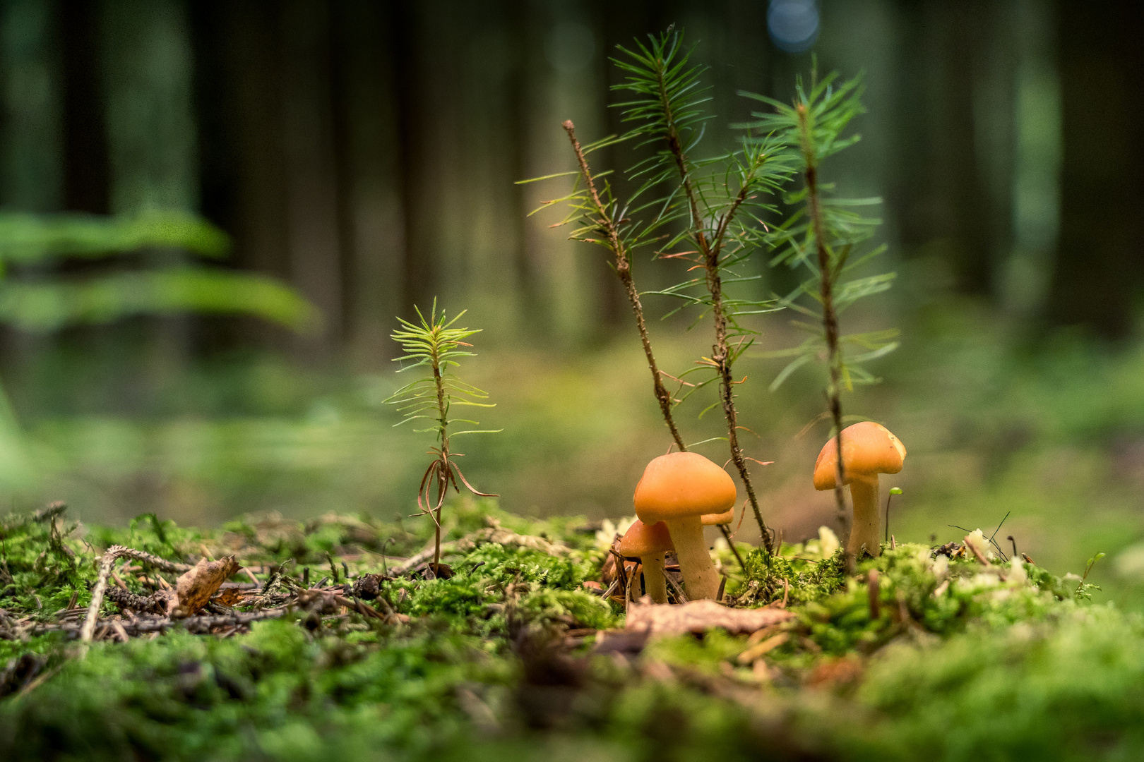 Pilze im Herbstwald bei Geyer #8