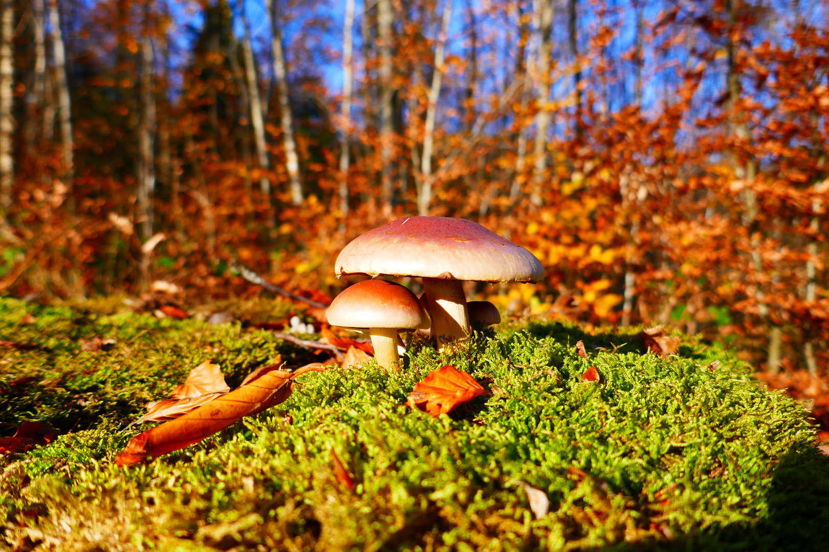 Pilze im Herbstwald