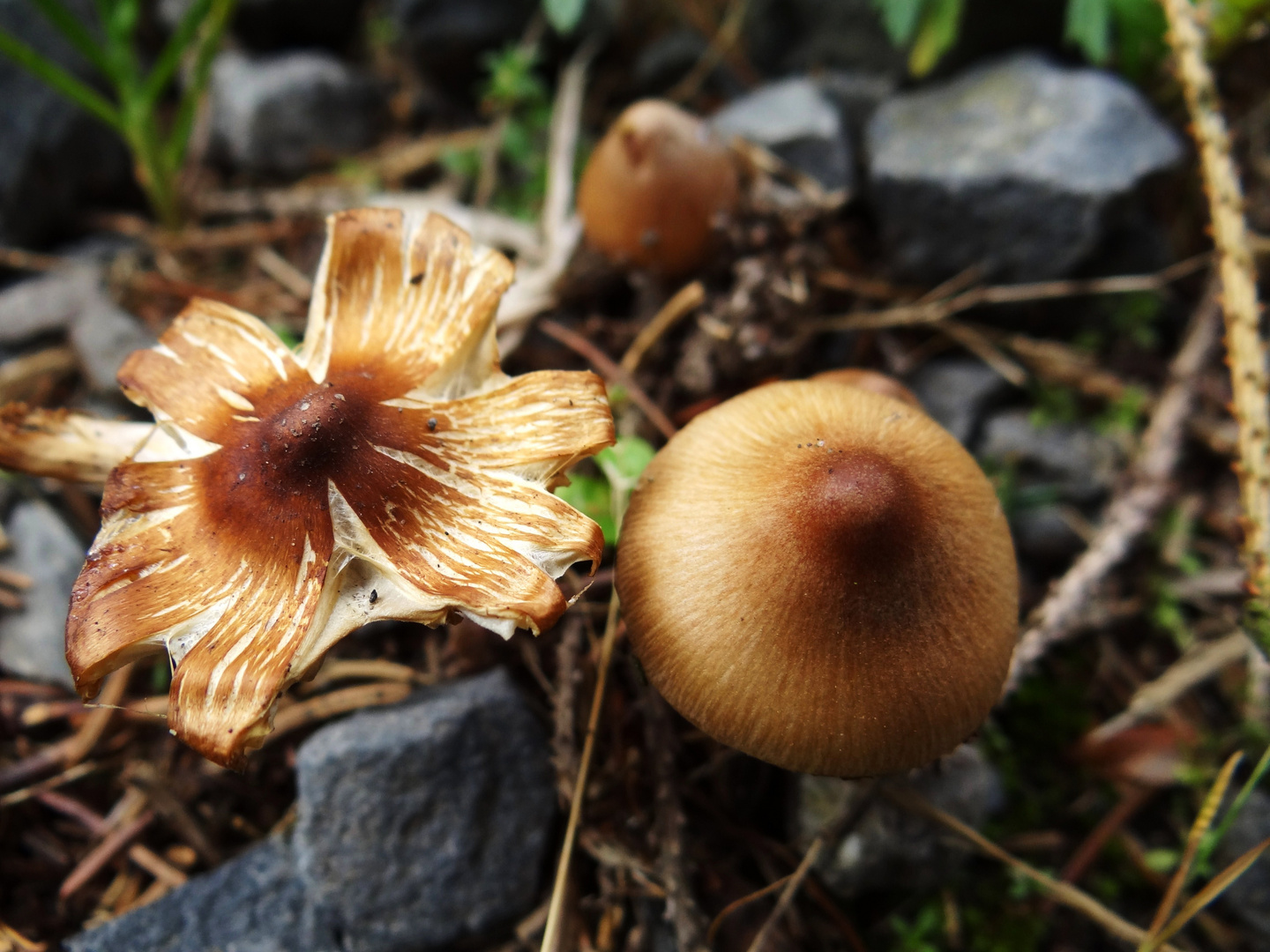 Pilze im Herbstwald... wäre der linke wie der rechte... ;o)))