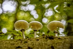 Pilze im Herbstwald,Darß, 2021.09.14