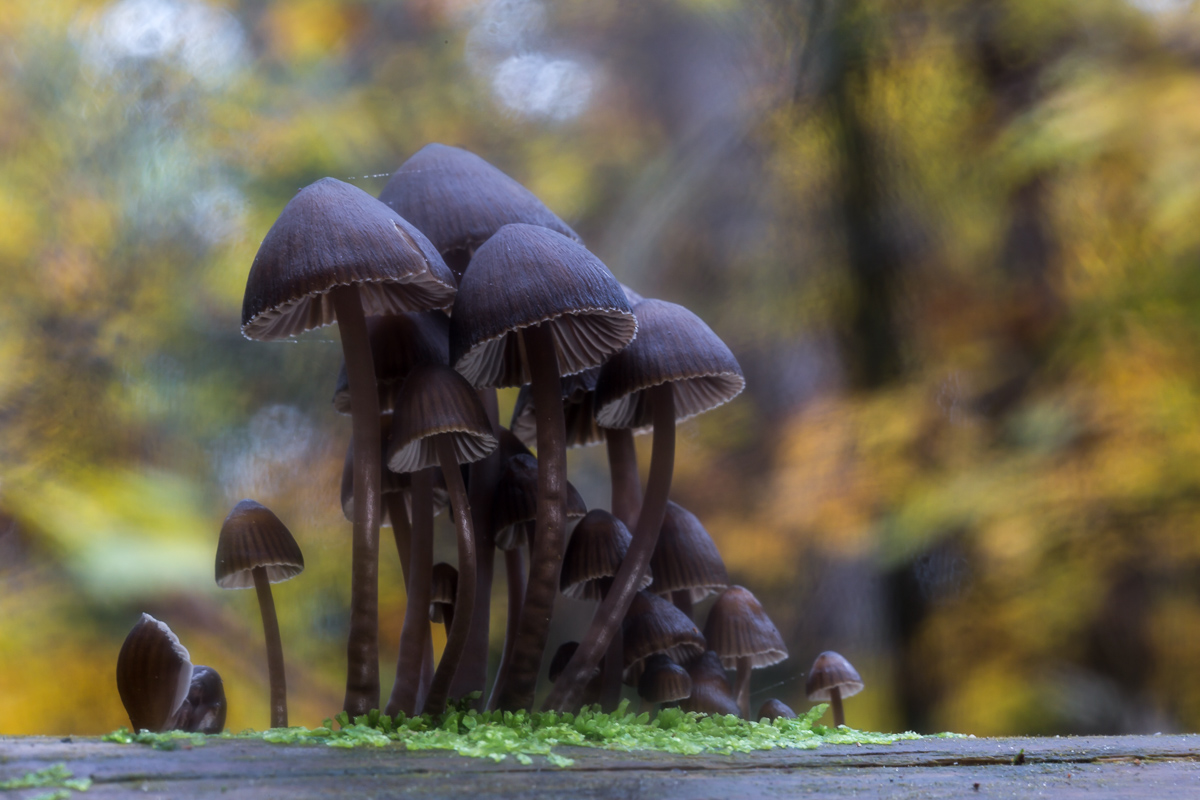 Pilze im Herbstwind